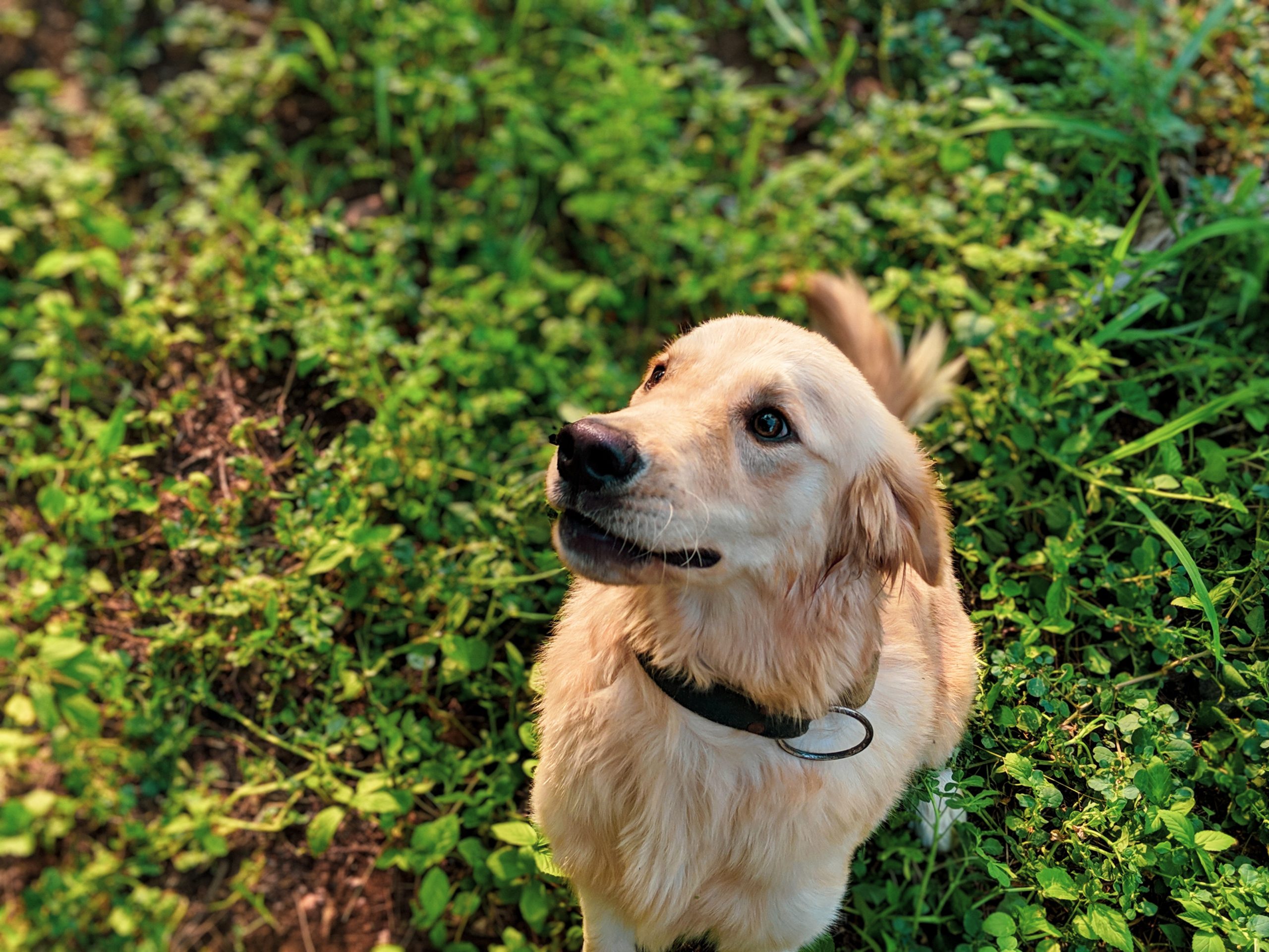 De cachorro a adulto: cómo las perreras garantizan la salud y la felicidad de su Golden Retriever